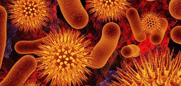 bacterias2-600x286